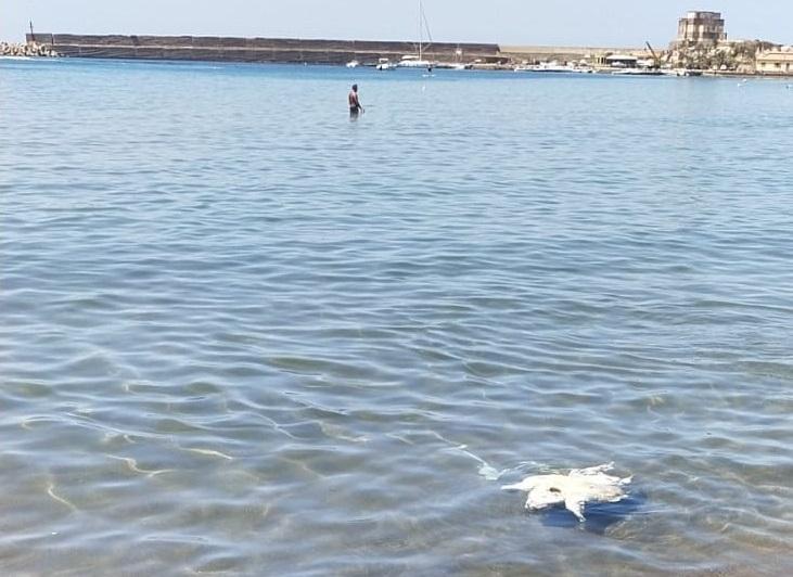 Una tartaruga marina morta davanti alla spiaggia di Bosa