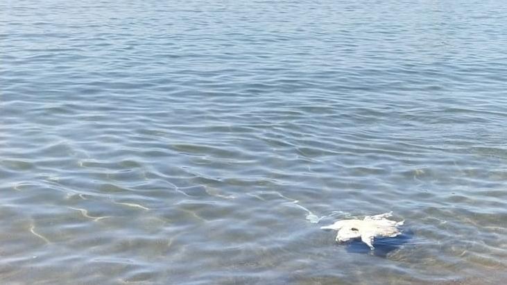 Una tartaruga marina morta davanti alla spiaggia di Bosa