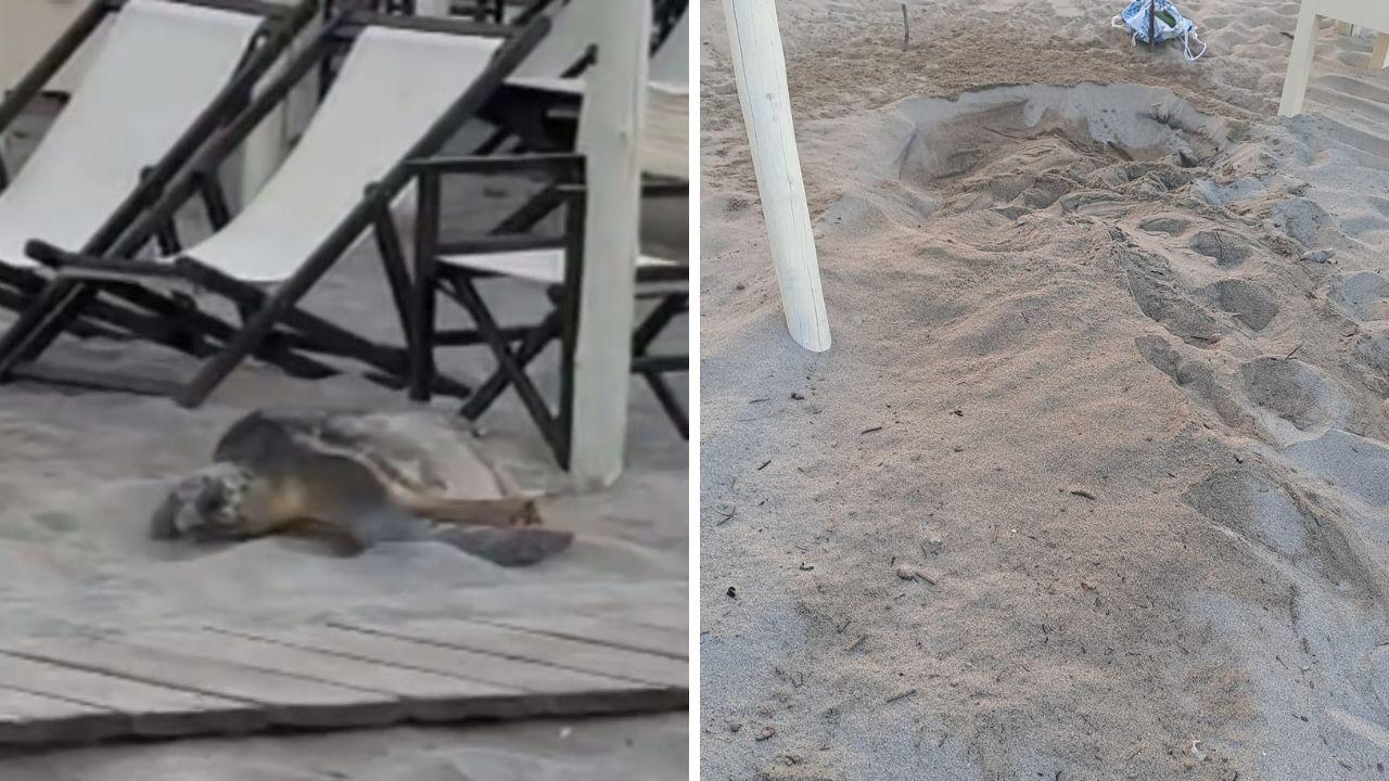 Silvana la tartaruga e il nido sulla spiaggia tra gli ombrelloni