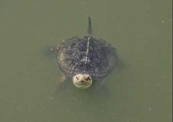 Parco del Delta, liberate le tartarughe di fiume: «Buona vita piccole»