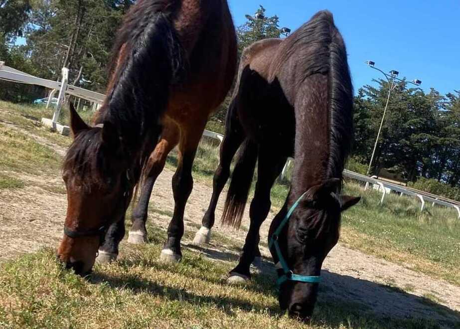 
	Sam (a sinistra) con il suo inseparabile amico Filou

