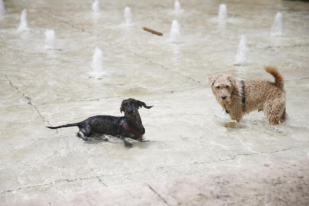 Proteggere cani e gatti dal caldo estivo, ecco i consigli dell’Ausl