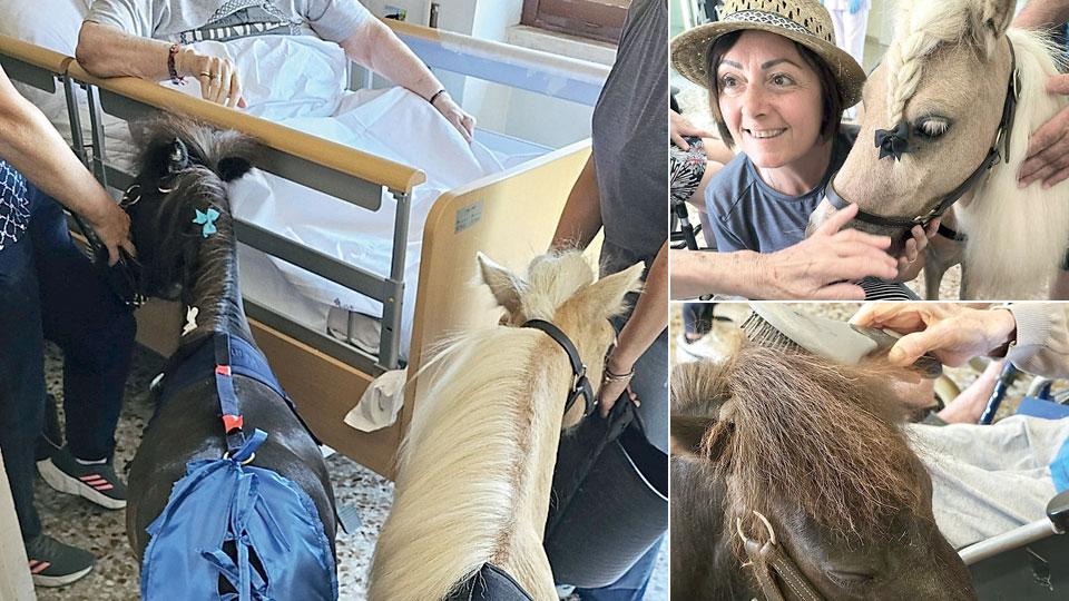 Livorno, due pony visitano gli ospiti della Rsa. E gli anziani di villa Serena tornano bambini per un giorno