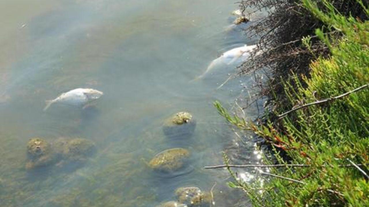Pesci morti nella laguna di Orbetello