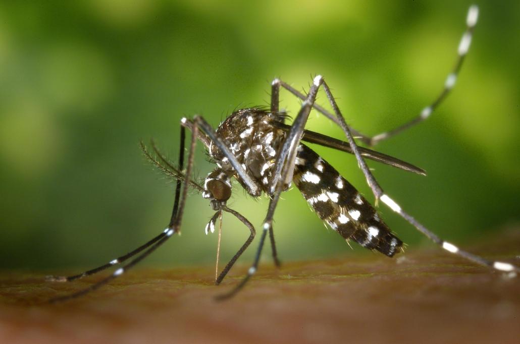 Un caso di dengue a Montemurlo, scatta la disinfestazione