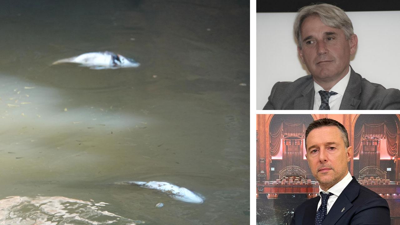 
	Pesci morti in laguna (foto Enzo Russo) e in alto&nbsp;Marco Simiani deputato del Pd e sotto&nbsp;Fabrizio Rossi deputato di Fd

