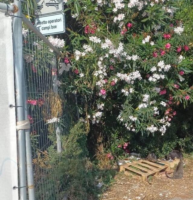 Cantiere in corso al porto di Baratti Gatti in pericolo senza  la colonia 