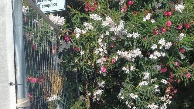 Cantiere in corso al porto di Baratti Gatti in pericolo senza  la colonia