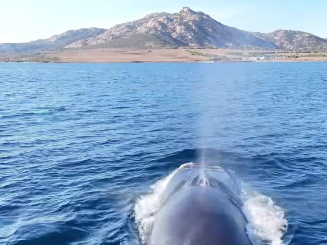 
	Una balena nel Golfo dell'Asinara

