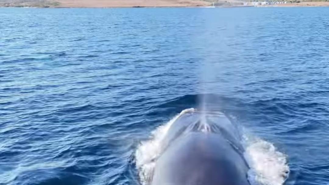 Una balena nel Golfo dell'Asinara