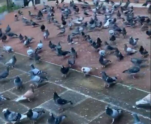 Ferrara, cibo per piccioni a terra: «Fermate gli imbrattatori seriali»