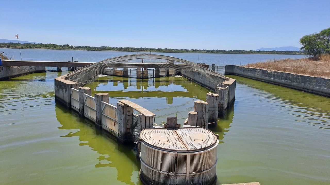 Strage di pesci nell’Oristanese, pescatori in ginocchio