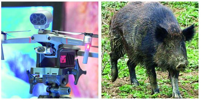 Peste suina, con i droni per cercare i cinghiali malati