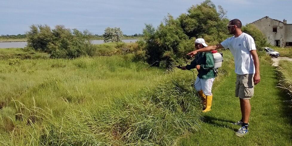 Lidi, turisti assediati dalle zanzare ma la «situazione è destinata a migliorare»