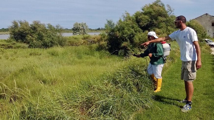 Lidi, turisti assediati dalle zanzare ma la «situazione è destinata a migliorare»