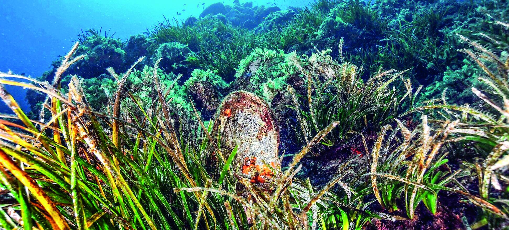 C’è anche la Sardegna nel progetto per salvare la Pinna Nobilis