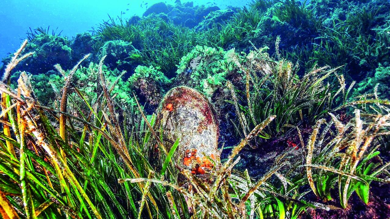 C’è anche la Sardegna nel progetto per salvare la Pinna Nobilis