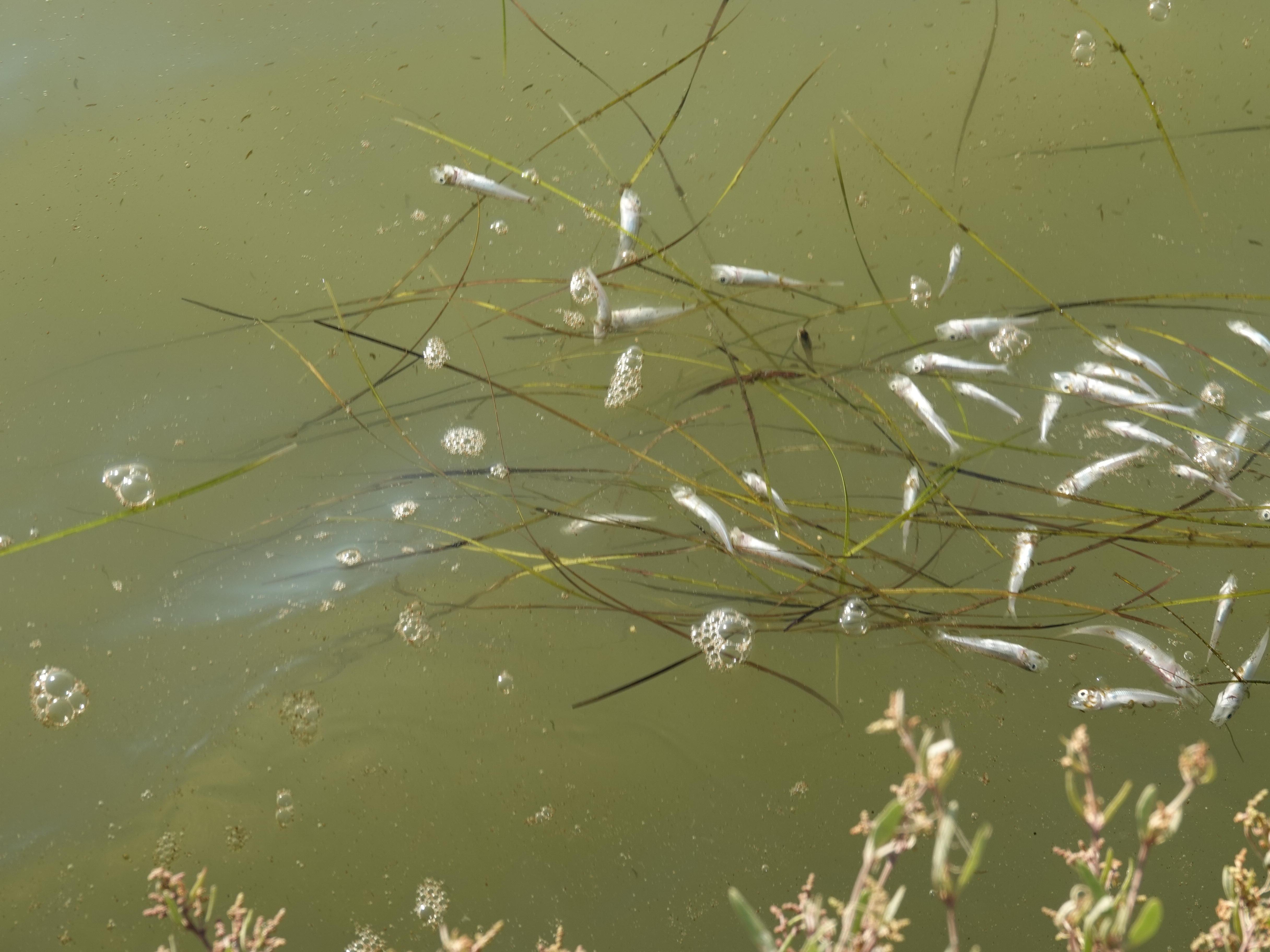 La moria di pesci che in questi giorni ha interessato la laguna di Orbetello (foto Agenzia Bf)