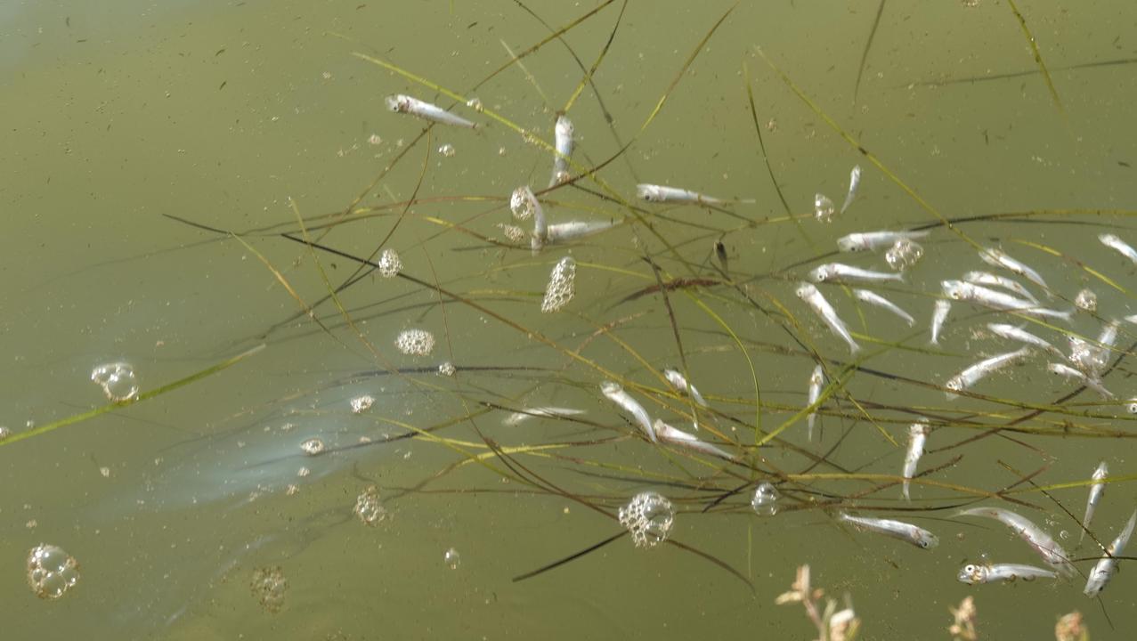 La moria di pesci che in questi giorni ha interessato la laguna di Orbetello (foto Agenzia Bf)