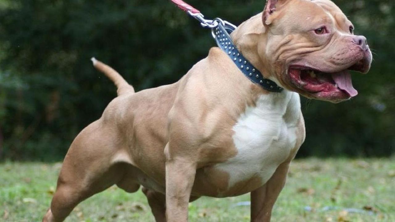 
	Un pitbull (foto d'archivio)

