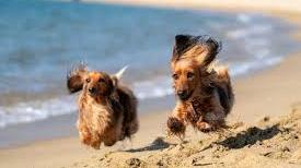 “Cerco un Bagno che non accetta cani”. E ai Lidi il confronto è rovente