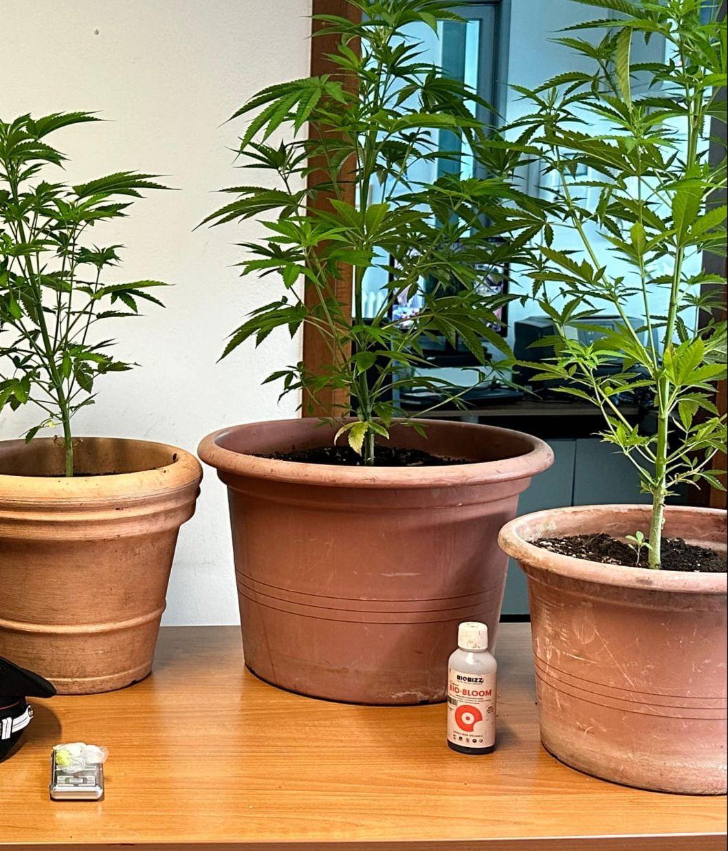 Pavullo, coltiva marijuana, scoperto dai militari