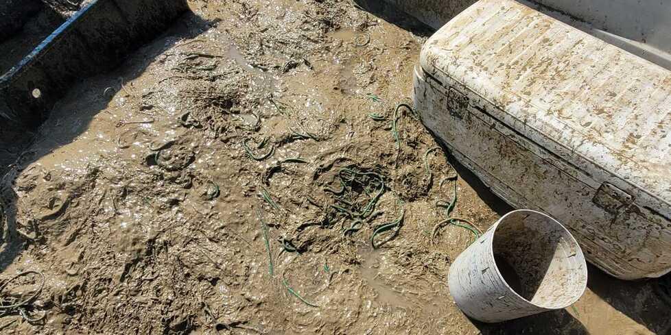 Goro: «L’unica speranza è la mareggiata». La mucillagine soffoca il mare