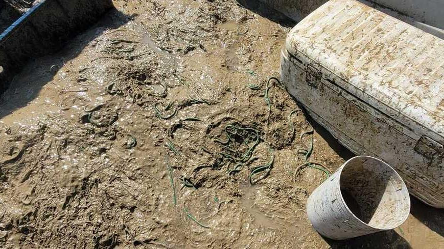 Goro: «L’unica speranza è la mareggiata». La mucillagine soffoca il mare