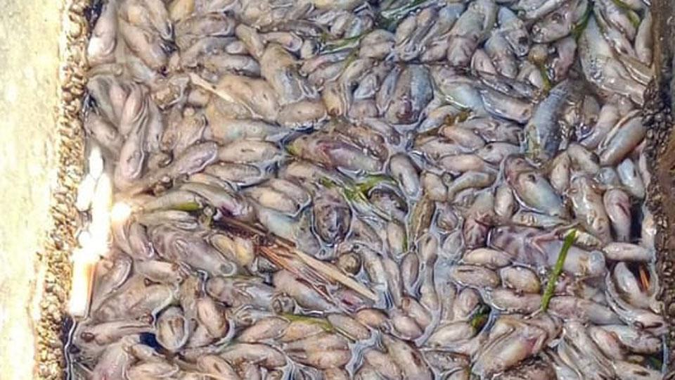 Morìa di pesci nella laguna di Orbetello: alla Spiaggetta accatastate centinaia di orate e spigole