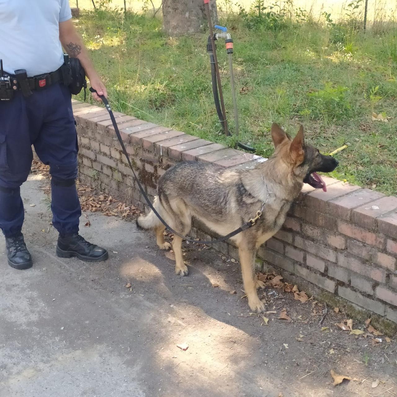 
	Tesla, il cane antidroga della polizia municipale

