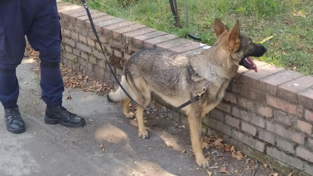 Tesla, il cane antidroga della polizia municipale