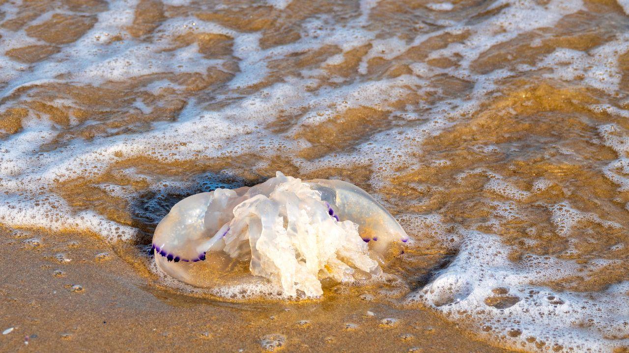 Follonica, prendono le meduse e le lasciano morire: l’intervento di una dottoressa e la risposta dei bagnanti