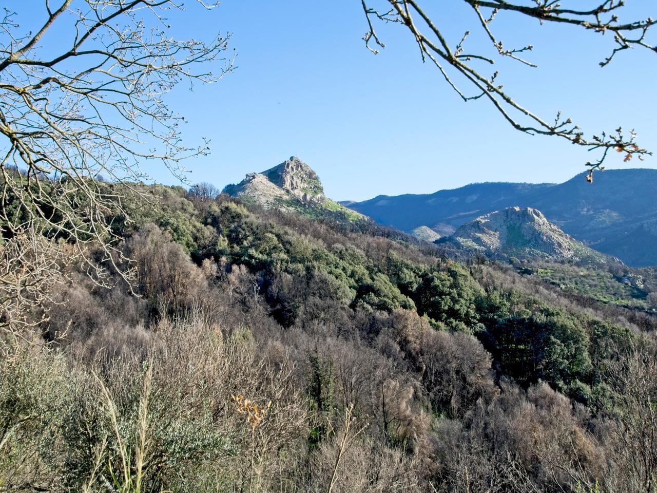 A tre anni dal grande rogo le foreste del Montiferru continuano a morire