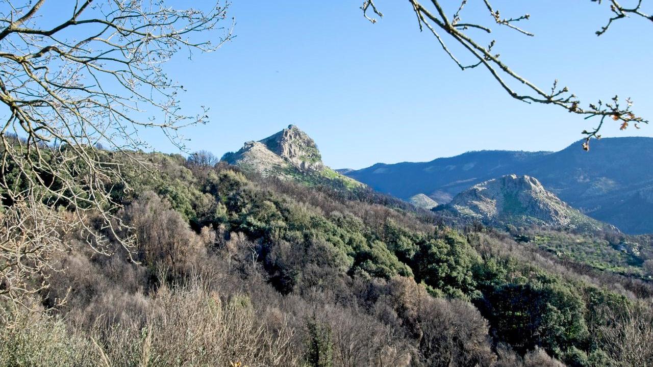 A tre anni dal grande rogo le foreste del Montiferru continuano a morire