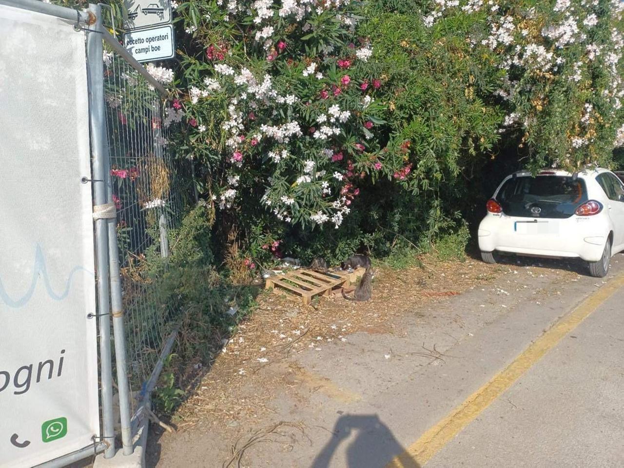 
	I gatti accuditi sulla strada a ridosso del cantiere del porto di Baratti

