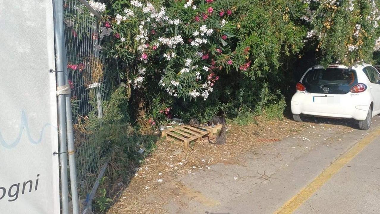 I gatti accuditi sulla strada a ridosso del cantiere del porto di Baratti