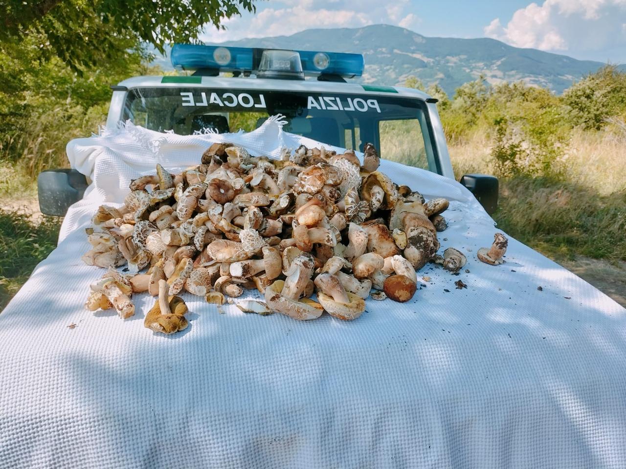 Raccolta funghi, sequestrati 27 chili di Porcini alle Polle di Riolunato