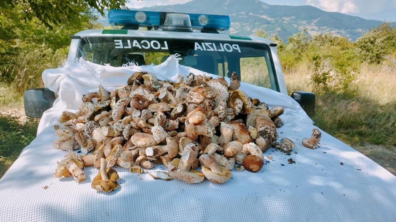 Raccolta funghi, sequestrati 27 chili di Porcini alle Polle di Riolunato