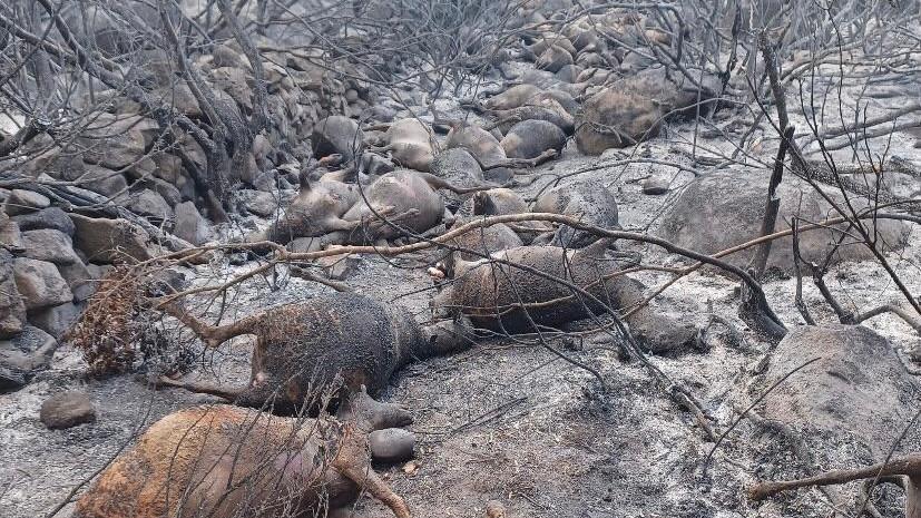 Incendi, Coldiretti: «Stragi di pecore e danni per decine di migliaia di euro»