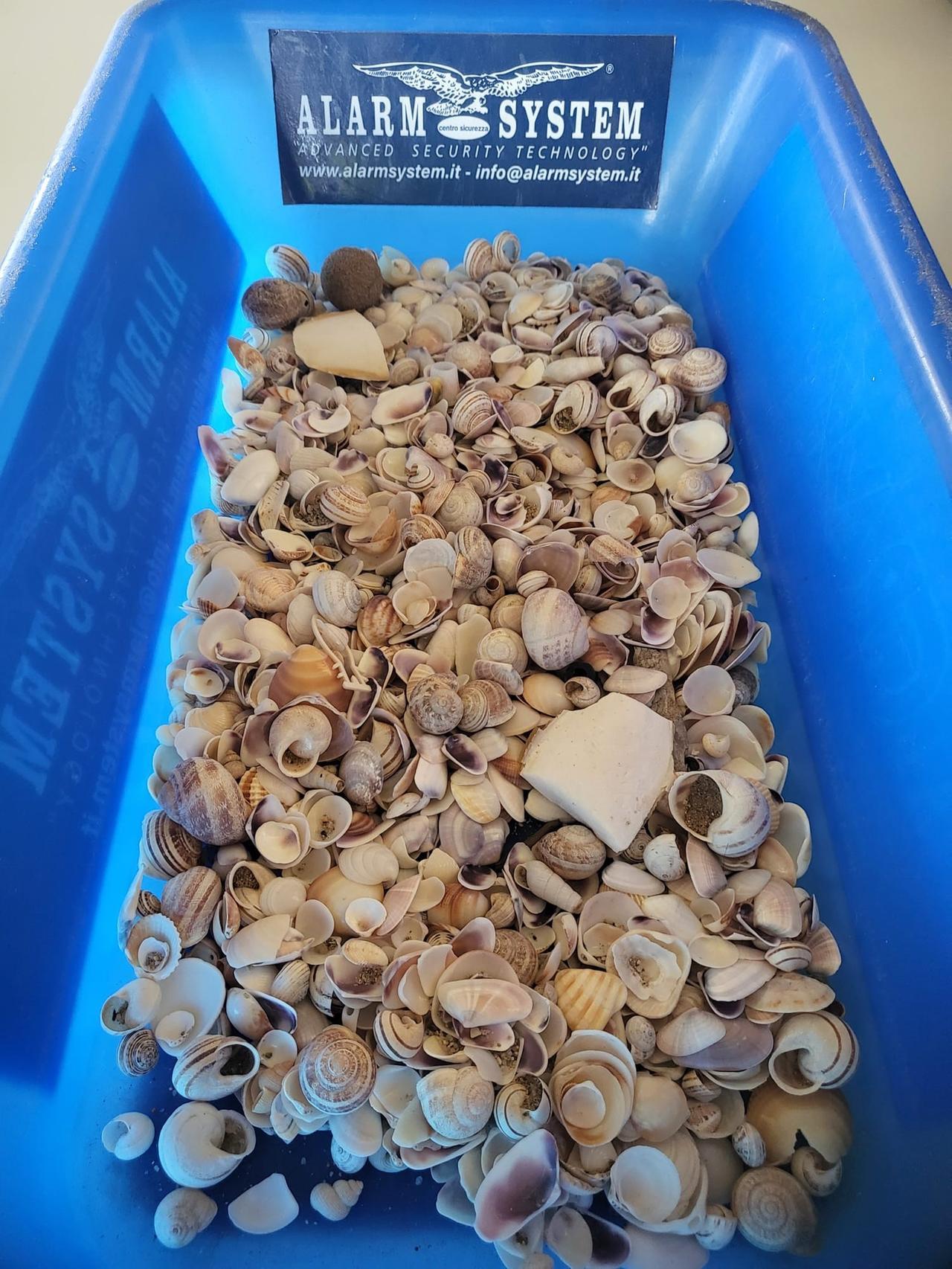 Olbia, turisti in partenza fermati all’imbarco con 1 chilo e 300 grammi di conchiglie