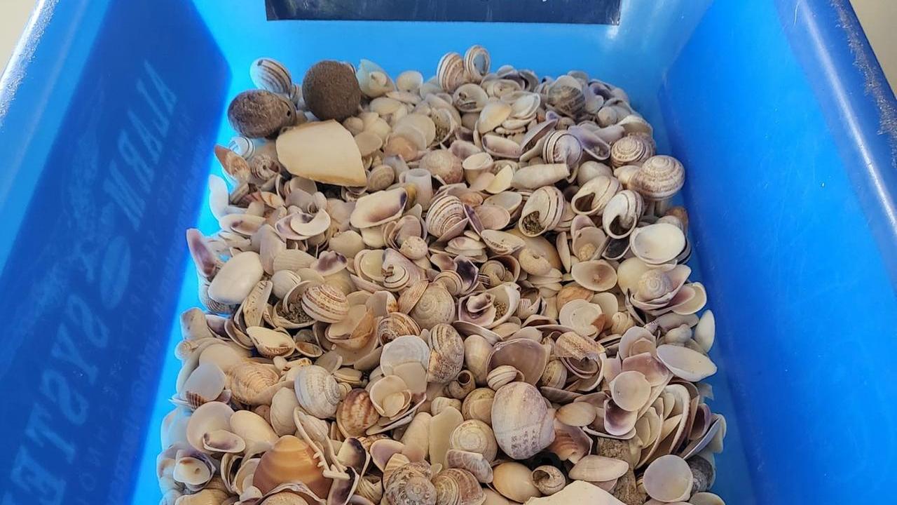 Olbia, turisti in partenza fermati all’imbarco con 1 chilo e 300 grammi di conchiglie