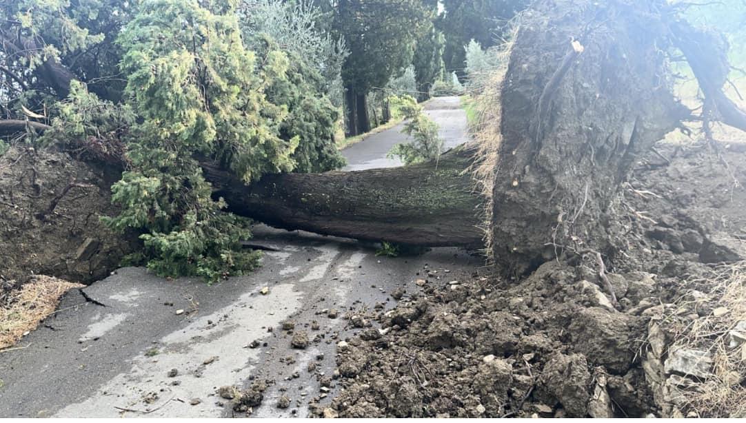 
	L'albero sradicato in via di Capezzana, a Carmignano

