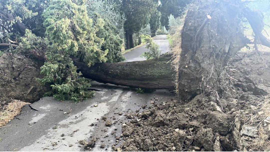 L'albero sradicato in via di Capezzana, a Carmignano