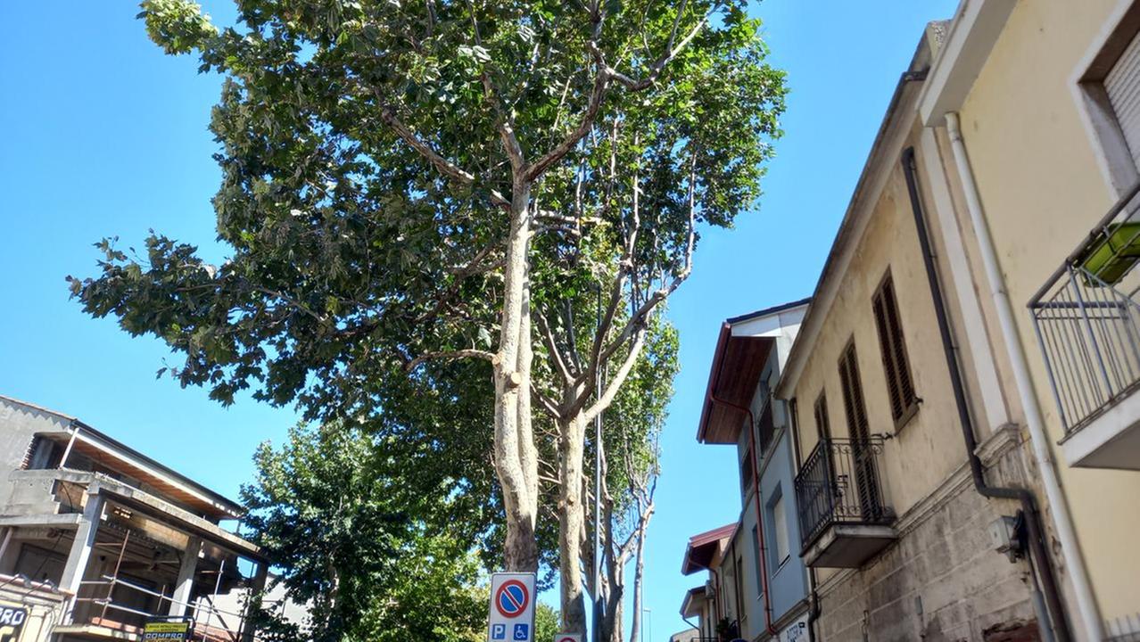 Oristano, platani potati “fuori tempo e senza criterio”: scatta l’interpellanza dell’opposizione
