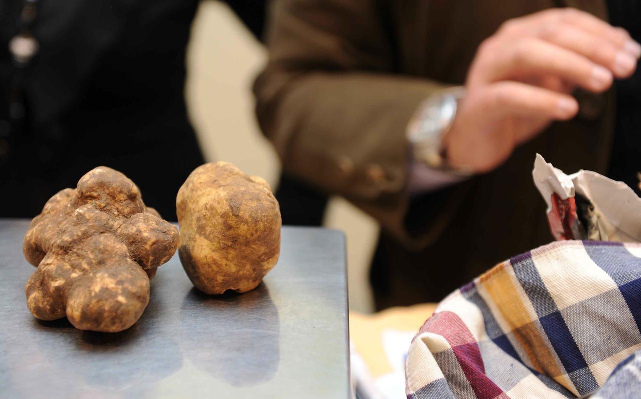 Il tartufo bianco ha una nuova casa in Toscana: la Lunigiana diventa zona geografica di provenienza