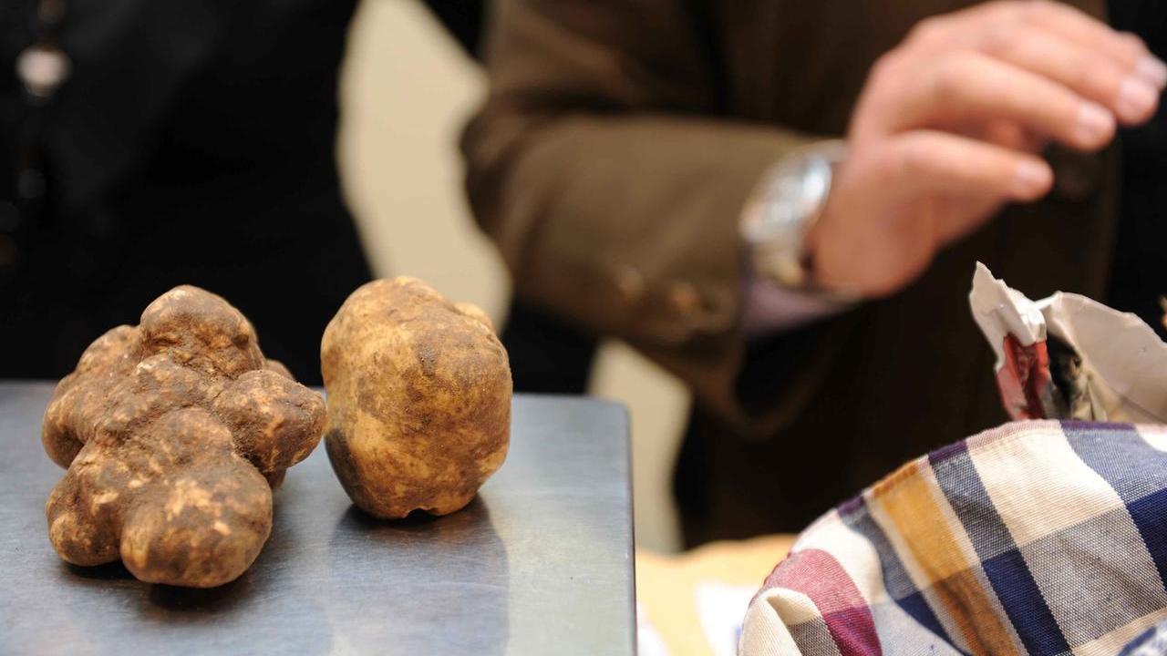 Il tartufo bianco ha una nuova casa in Toscana: la Lunigiana diventa zona geografica di provenienza