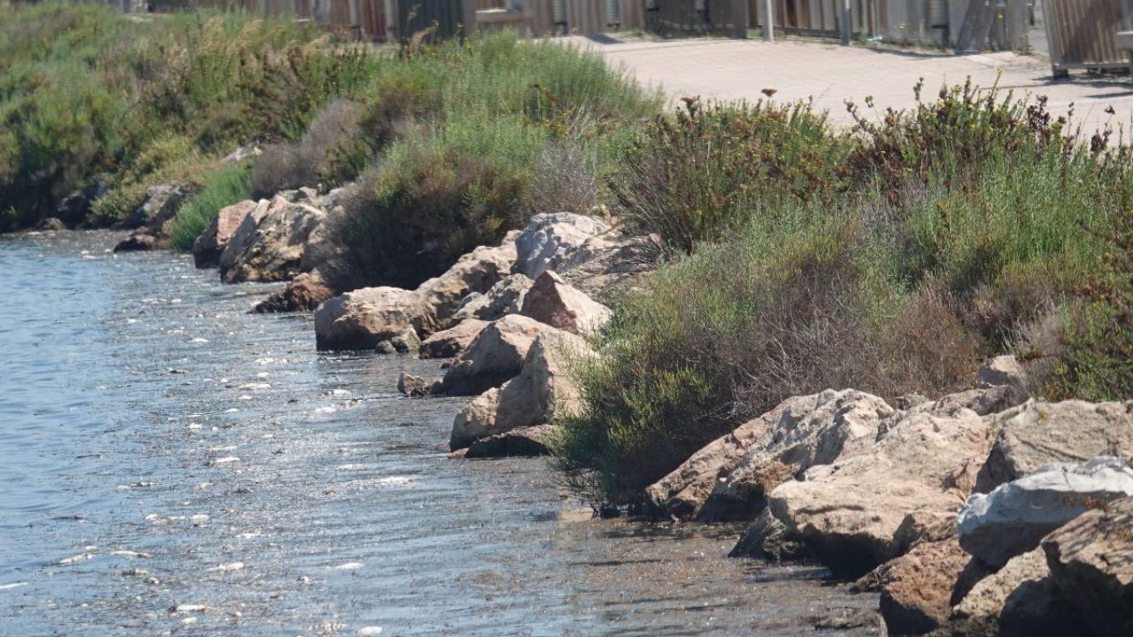 
	La moria di pesci a Orbetello (foto di Enzo Russo)

