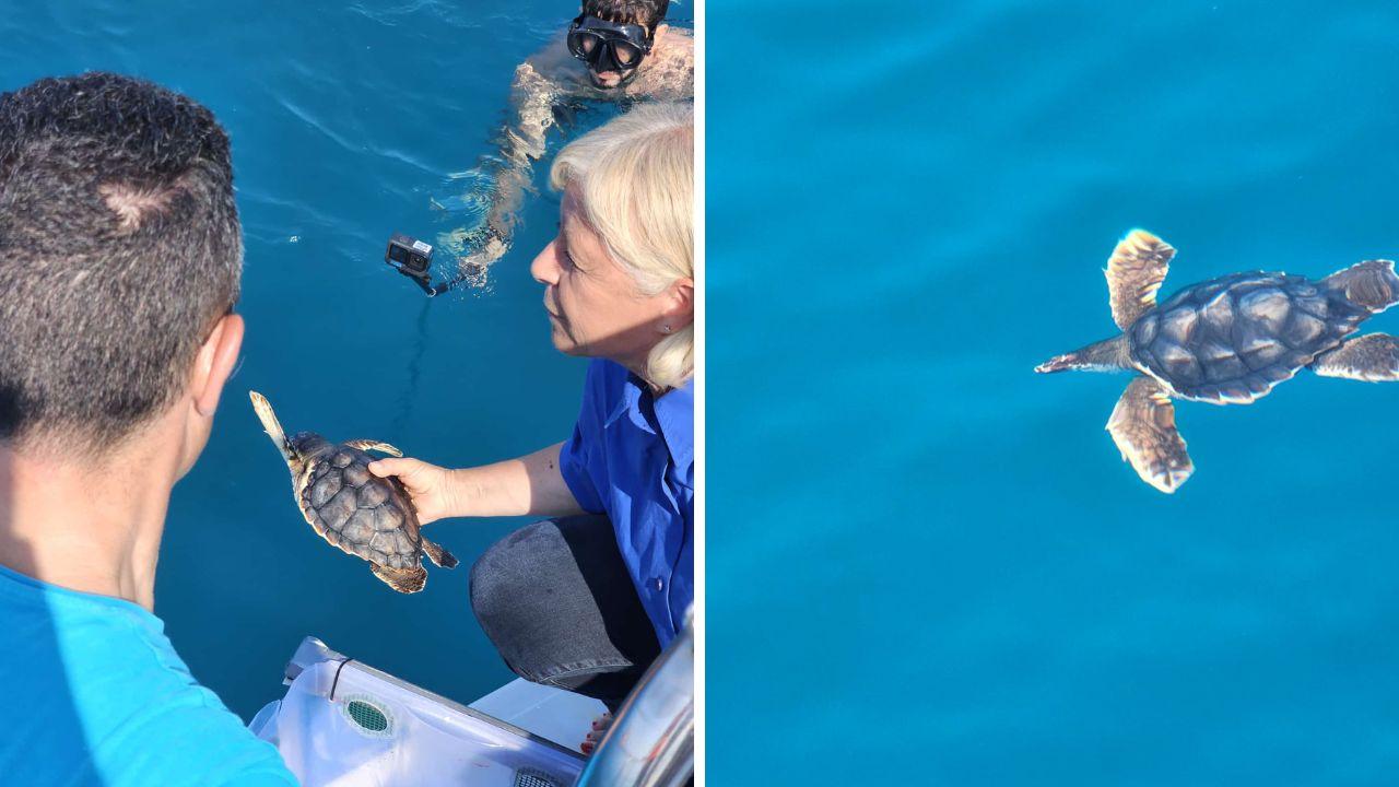 Marina, Lerici e Onda: tornano in mare le 3 piccole tartarughe curate all’acquario di Livorno