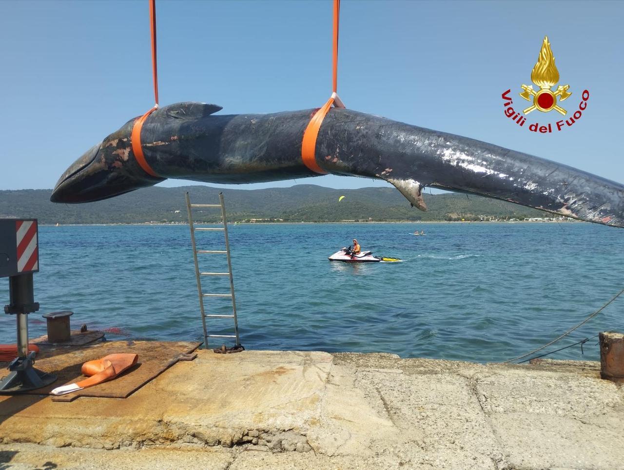 
	Il recupero della&nbsp;balenottera

