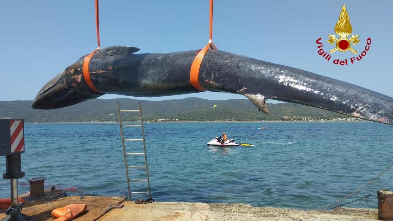 Il recupero della balenottera